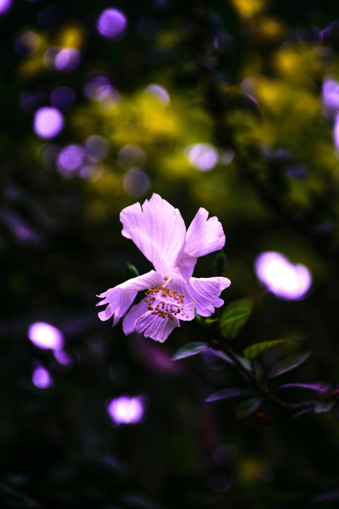 Close-up of a vibrant purple hibiscus flower with soft focus background outdoors in summer.